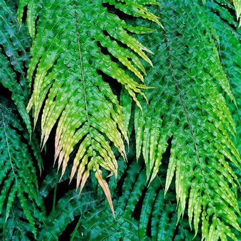 Ferns The Glory Of The Forest New Zealand Geographic