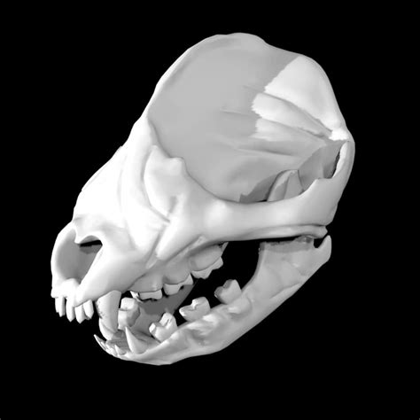 Panda Skull 3d Model Rigged And Low Poly Team 3d Yard