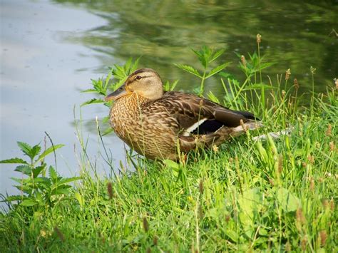 Waterfowl Wild Ducks Free Image Download