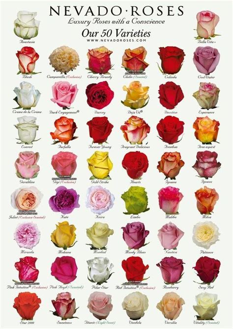 Types Of Flowers Rose Varieties Types Of Roses
