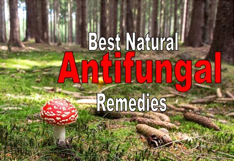 7 Best Natural Antifungal Remedies Safe And Effective For Any Kind Of