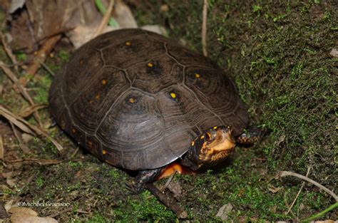 Spotted Turtle Clemmys Guttata Phenology Project