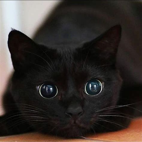 Black Cat Cute Pets Post Imgur In 2021 Baby Cats Cat Lovers Cats