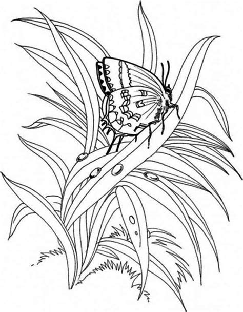 Butterfly Plants Coloring Page Coloring Sky