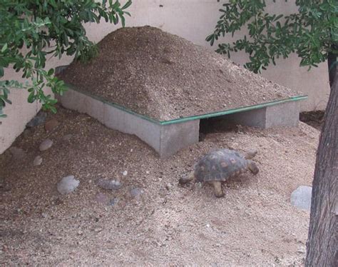 Desert Tortoise Todds Backyard Desert Tortoise Tortoise Habitat