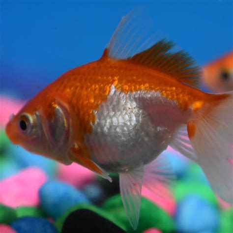 5cm Red And White Fantail Fishfarmdirect