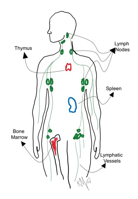 Primary And Secondary Lymph Organs
