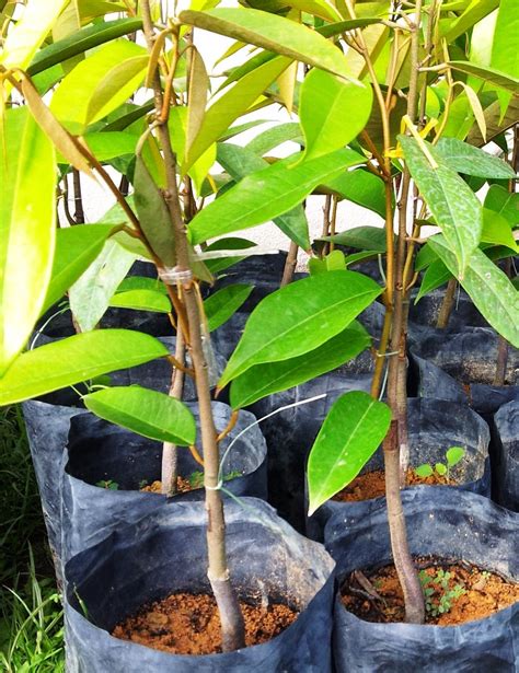 Tumbuhan pasu smiley menunjukkan tumbuhan hijau menetap di dalam tumbuhan. D Agro Nursery Plants: DURIAN batang MAS berbuah rendah ...