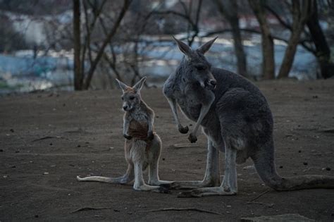 Mother And Baby Kangaroo Stock Photo Download Image Now