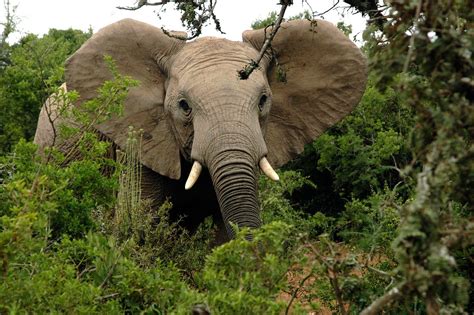 Forest African Elephants Create Network Of Elephant Trails For Local