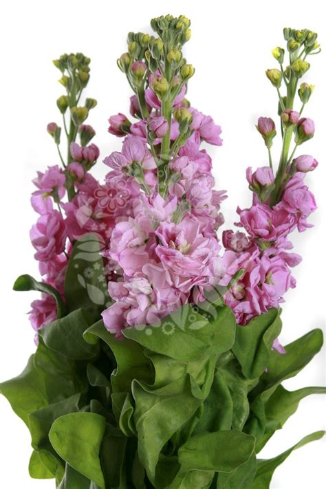 Stock Matthiola Pink Flowers Flowers