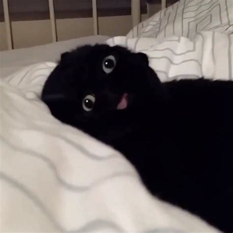A Black Cat Laying On Top Of A Bed Under A White Comforter And Looking