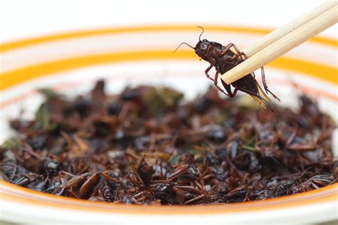 Eating Crickets Can Be Good For Metabolism New Study Says Nolisoli