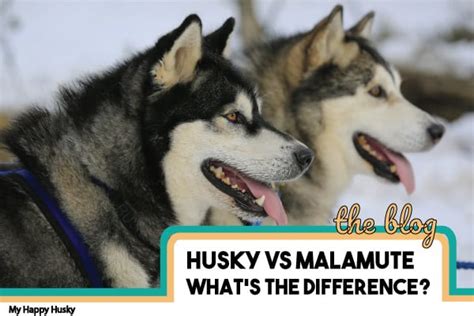 Are Malamutes Huskies