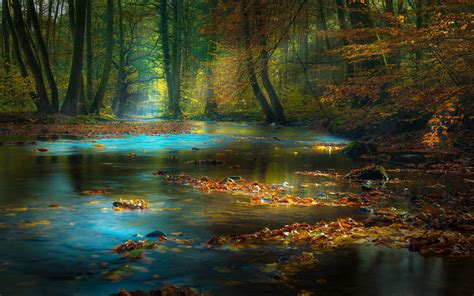 Nature Landscape Forest River Fall Leaves Sun Rays Mist Sunlight Trees