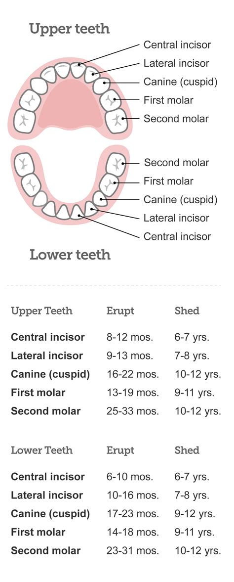 Whether they know 5 or 20 letters, you should be providing the opportunities for exploration. Baby teeth chart: What order do babies' teeth come in ...