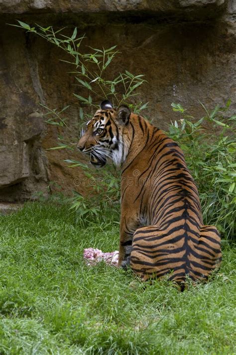 The Portrait Rare Sumatran Tiger Inhabits The Indonesian Island Of