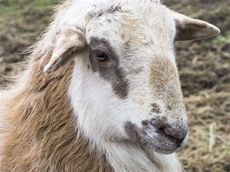 Hair Sheep Sheep Sheep Breeds Hobby Farms