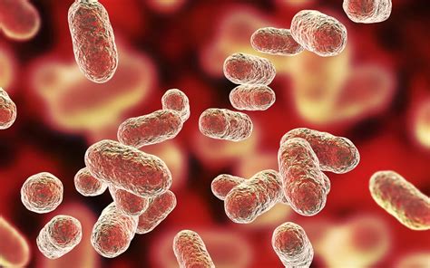 How Can Probiotic Oral Bacteria Help Eliminate Bad Germs In Your Mouth
