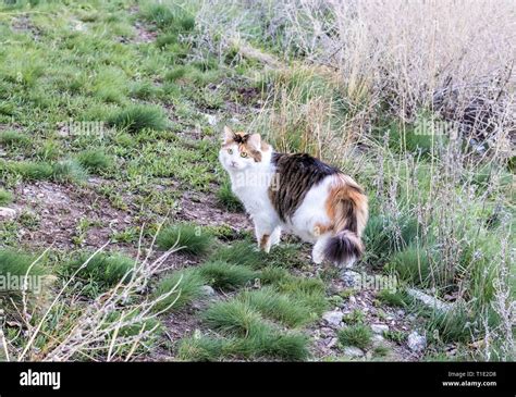 Norwegian Forest Cat Calico Outdoors Stock Photo Alamy