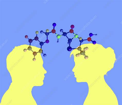 sexual chemistry conceptual illustration stock image f032 1224 science photo library