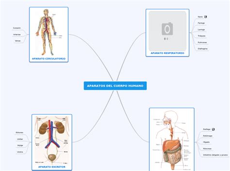 Aparatos Del Cuerpo Humano Mind Map