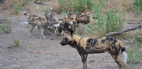 What Does The African Wild Dog Look Like