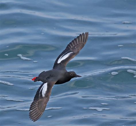 Pictures and information on Pigeon Guillemot