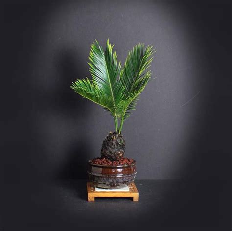 Sago Palm Bonsai Tree Palm Bonsai Collection From Livebonsaitree