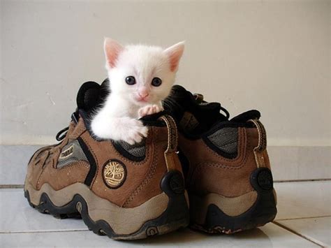 Shut Up And Look At These Kittens Snuggled Into Shoes 26 Pics