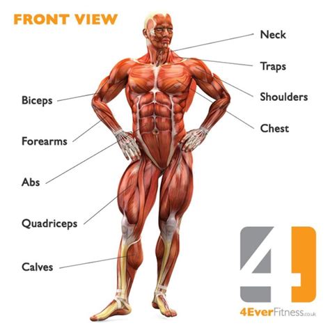 Anatomical diagram showing a front view of muscles in the human body. Muscle Chart Of The Human Body - koibana.info | Human body ...