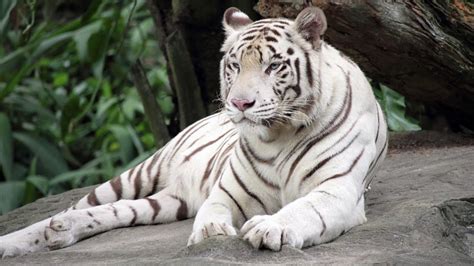 Do Golden Black White And Blue Tigers Exist Truth About Tiger Color