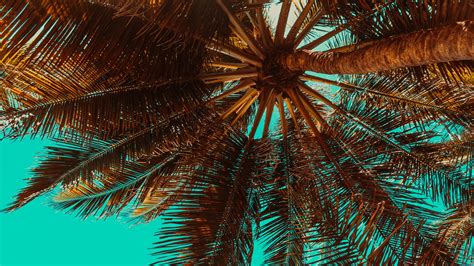 Palm Tree Desktop Wallpapers Top Free Palm Tree Desktop Backgrounds