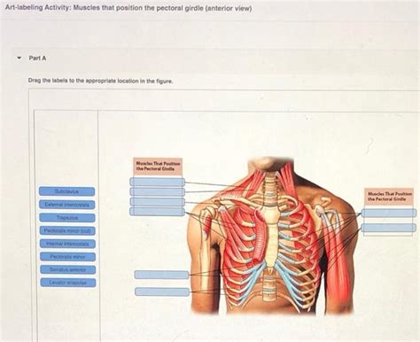 Solved Art Labeling Activity Muscles That Position The Chegg Com