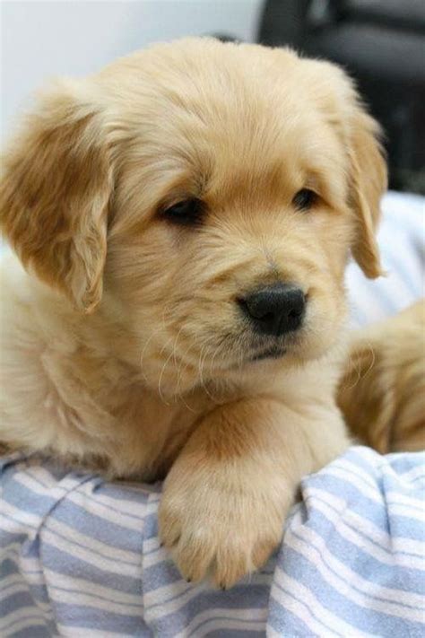 Mein hund zerstört sein kuscheltier. Pin von Barbara rathmanner auf golden Retriever Puppies ...