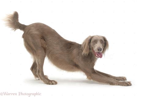 Long Haired Weimaraner Dog In Play Bow Stance Photo Wp35420