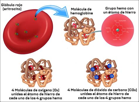 Molécula De Hemoglobina