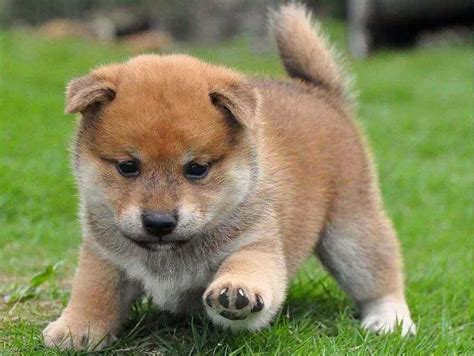 Rules Of The Jungle Shiba Inu Puppies