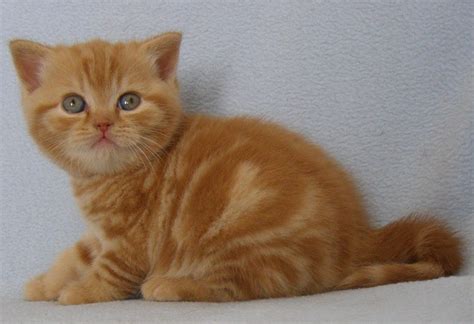 British Shorthair Red Boy With Blotched Tabby ~ Here Kitty Kitty