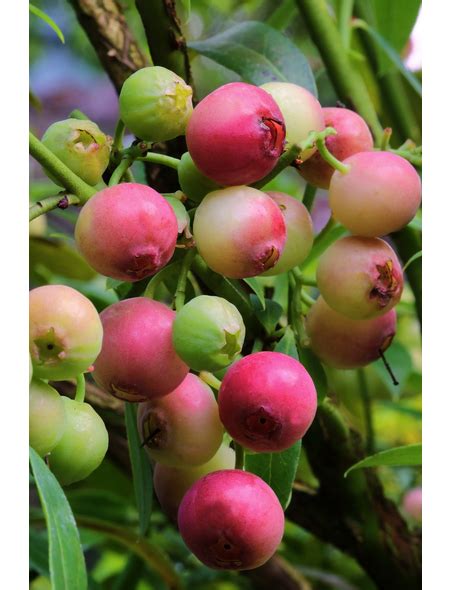Pinke Heidelbeere Vaccinium Corymbosum Pink Lemonade Frucht Pink