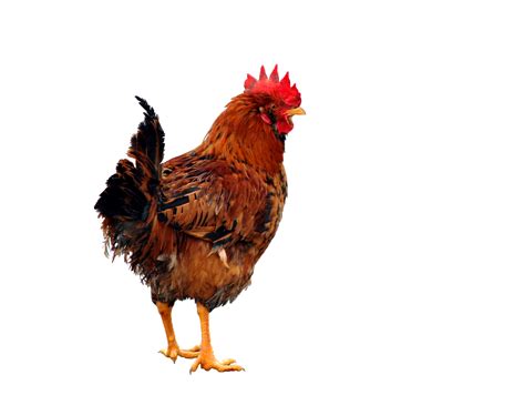 Chicken PNG Chicken Transparent Background FreeIconsPNG