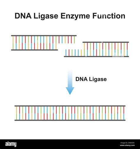 Scientific Designing Of Dna Ligase Enzyme Effect On Dna Molecule