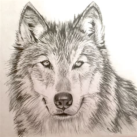 Wolf Pictures Drawing Clashing Pride