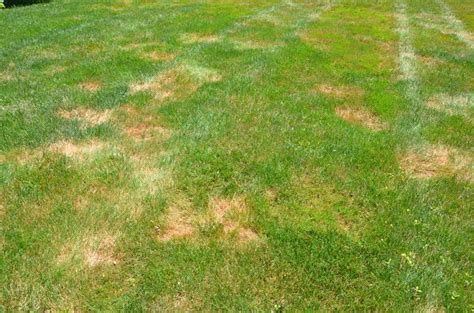 Turfgrass Diseases Flourish As Rain And High Humidity Persist