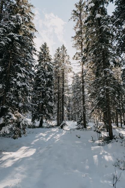 Free Photo Forest Surrounded By Trees Covered In The Snow Under The