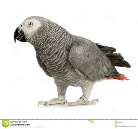 Download African Grey Parrot Clipart For Free Designlooter 2020 👨‍🎨