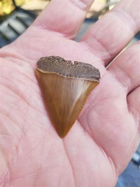 Fossil Great White Shark Tooth 2074984665