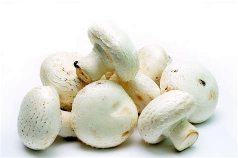 Fresh Agaricus Bisporus Mushrooms Stock Photo Image Of Nutrition