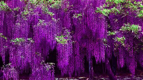 Purple Wisteria Tree