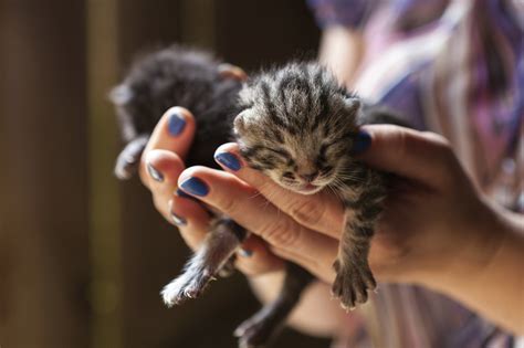 They can also get jealous if their owners are being more attentive to daily tasks. 6 things you can do to save kittens' lives - Adventure Cats